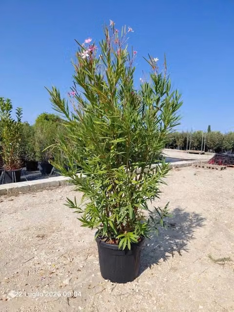NERIUM OLEANDER (OLEANDRO) ROSA MAGALY VASO 50 H.140/160