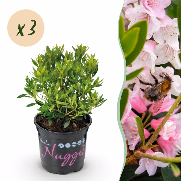 Rododendro nano - Rhododendron Bloombux Light Pink - Bosso da fiore - Bassa manutenzione - Fiore rosa chiaro - 3 piante - 20-25cm - Ø10,5cm - Pianta da giardino