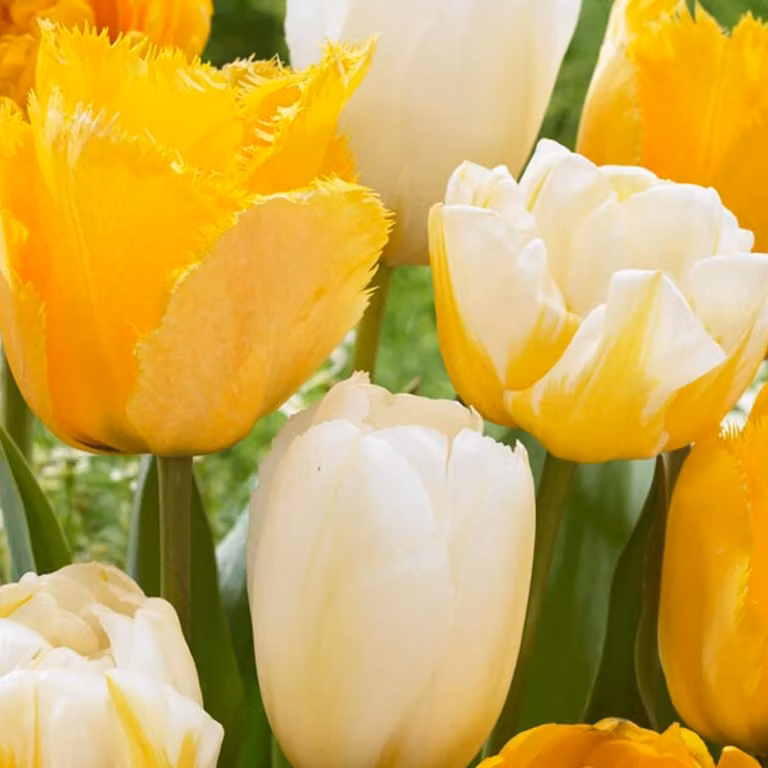 Bulbi di tulipano resistenti al freddo, perenni - Mix "Yellow Explosion" - 25 bulbi di tulipano - Piante vere provenienti dall'Olanda - Tulipani per giardino, vasi e balcone (bulbi grandi, senza semi, non artificiali)