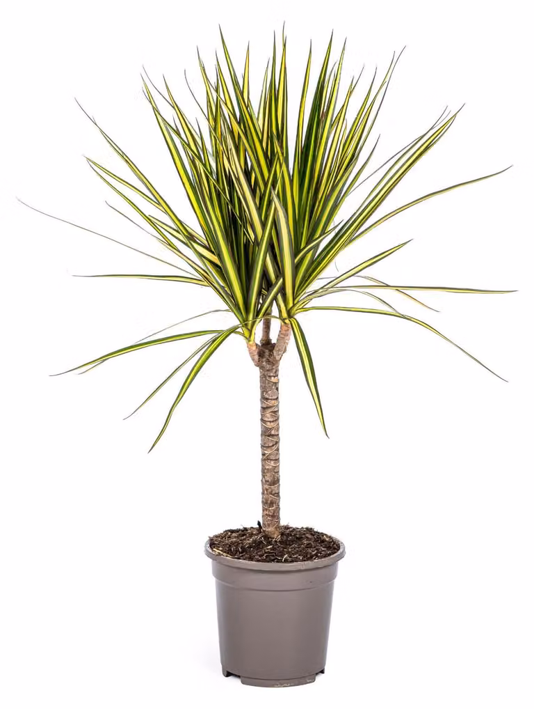 Albero del drago - Dracaena marginata "Sunray" - Sunray - Altezza 60-80 cm