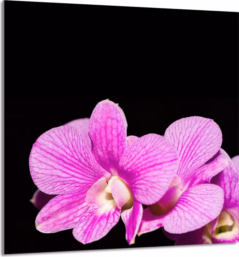 PIATTO IN VETRO PER CUCINA 60x65 Orchidea