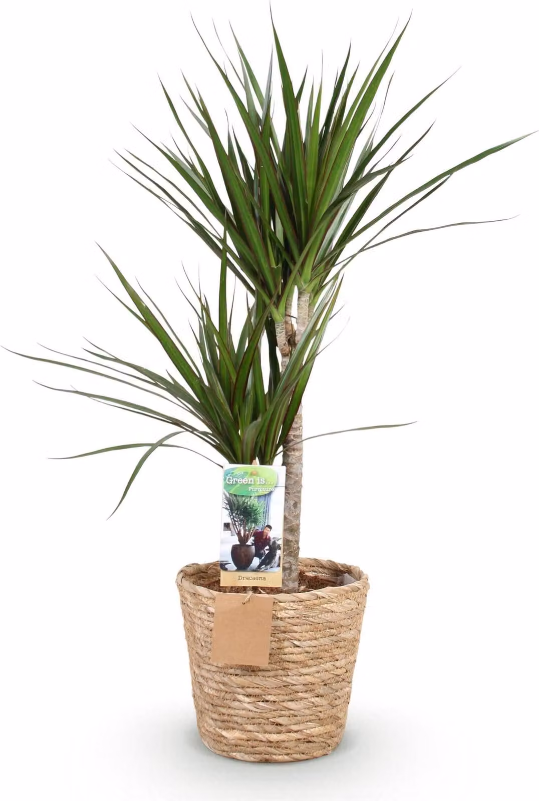 Dracaena Marginata 90-100cm, 21cm, con vaso dal bordo rosso. Elegante elemento