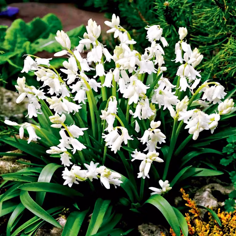 Scilla, bulbi di fiori. Bulbi, fiori. Muscari spagnolo (Scilla hispanica), colore blu? Confezione da 5 pezzi.