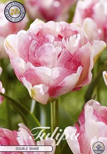 Doppio ritardo - Doppio scuotimento - Tulipa