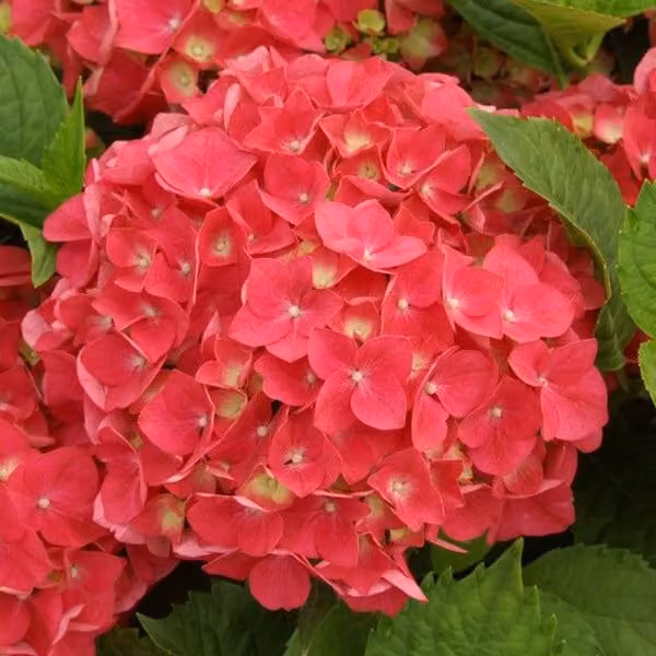 2 ortensie - *Hydrangea macrophylla* 'Leuchtfeuer' | 25-30 cm in vaso
