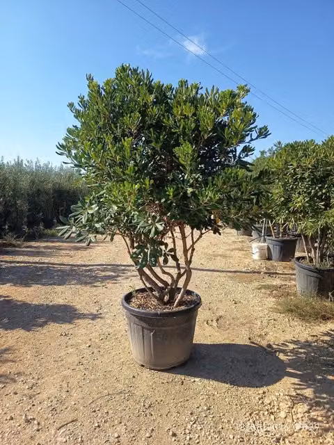 PITTOSPORUM TOBIRA MULTITRONCO 70 (E.Q.)