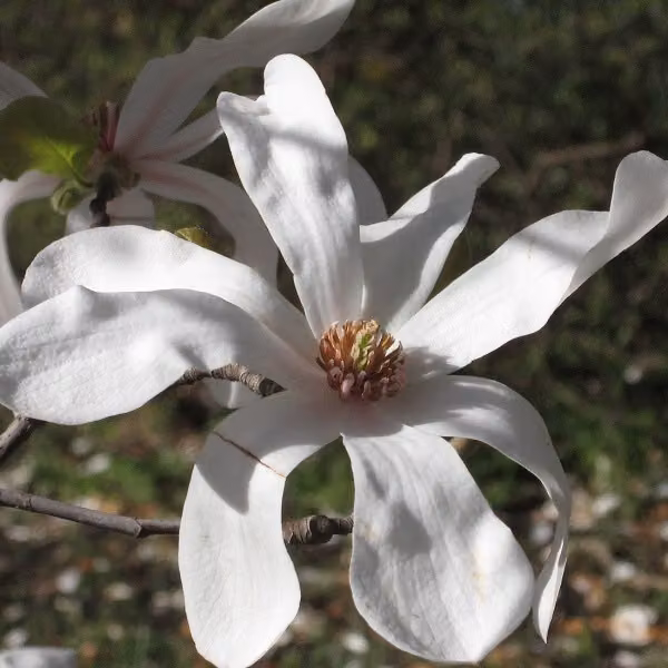 Magnolie - Magnolia loebneri 'Merrill' | 50-60 cm in vaso