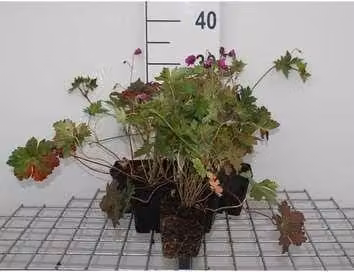 6 x Geranium hybr. 'Anne Thomson' - Cranesbill - vaso 9 x 9 cm