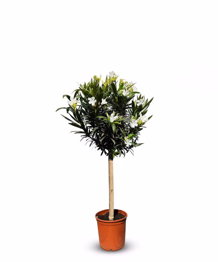 Sunny Tree - Pianta - Oleandro su tronco - Nerium Oleander - Altezza 110-120 cm - Colore bianco - Pianta da esterno - Sempreverde in inverno