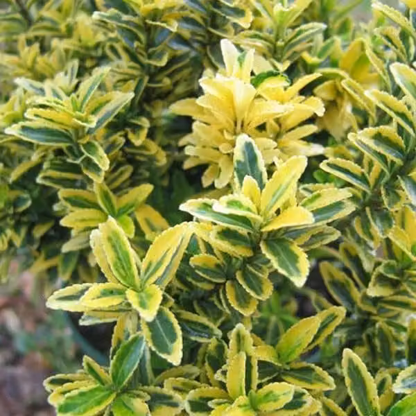 2 piante di Euonymus japonicum - varietà Euonymus japonicus microphyllus 'Aureovariegatus', in vaso, altezza 20-30 cm