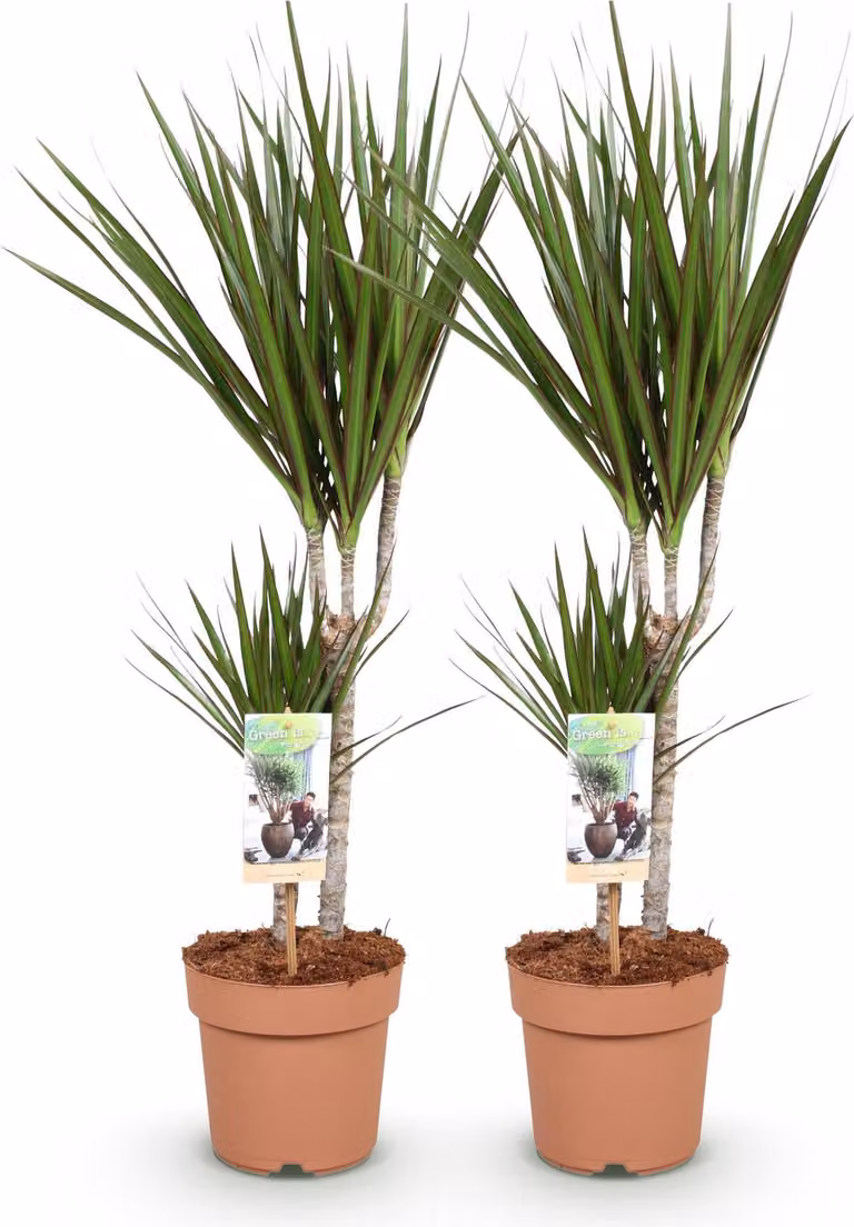 Dracaena Marginata: 2 eleganti alberi del sangue di drago, 70-80cm, 17cm