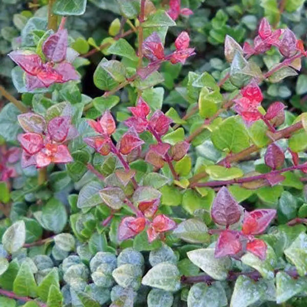 2 piante di *Lonicera nitida* "Red Tips", varietà a cespuglio, in vaso, altezza 20-25 cm