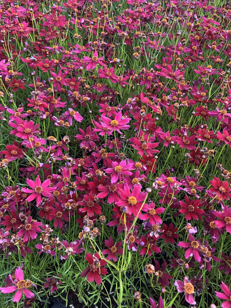 6 x Coreopsis verticillata 'Ruby Red' - occhi di fanciulla in vaso 9x9 cm