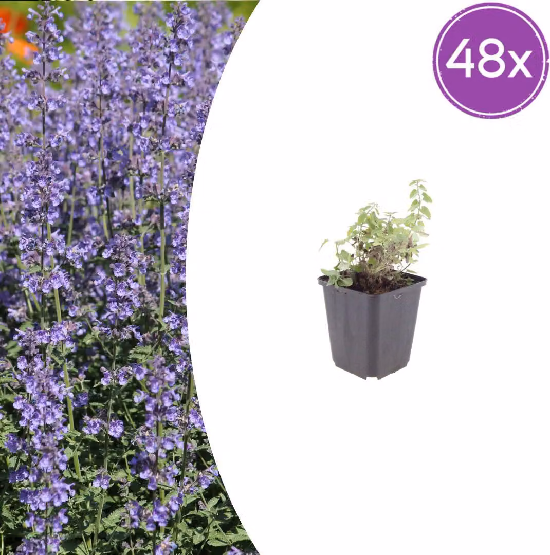 Nepeta 'Grol' | 48 pezzi - 10-25cm - Ø9cm - Pianta da giardino