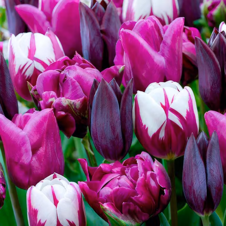Bulbi di tulipano resistenti al freddo, perenni, in tonalità viola, nera e bianca - 25 bulbi - Piante vere provenienti dall'Olanda - Bulbi di tulipano per giardino, vasi e balcone (bulbi grandi, senza semi, non artificiali)