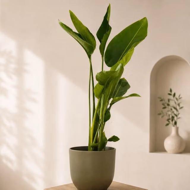 Gardenaria Strelitzia nicolai Pianta da interno ornamentale verde Altezza: 180/200 cm