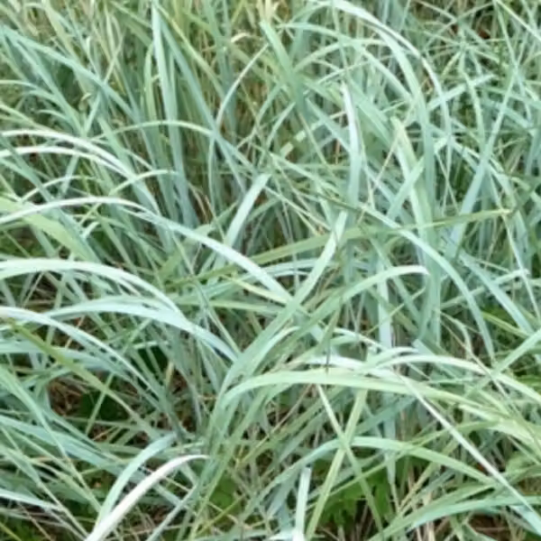 6 piante di erba blu di Magellan (Agropyron magellanicum) | Vaso da 9x9 cm