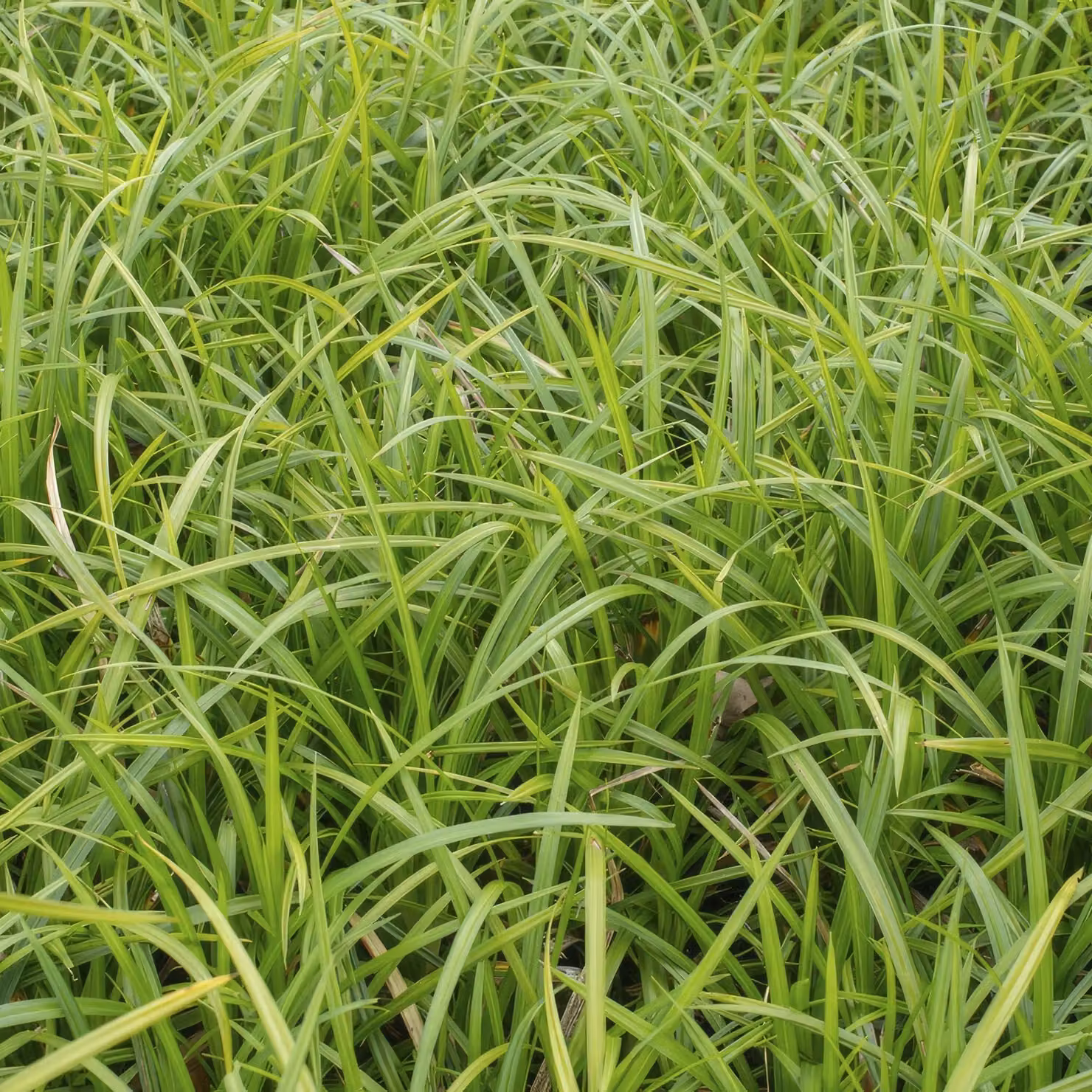 Carex Morrowii 'Irish Green', pianta tappezzante