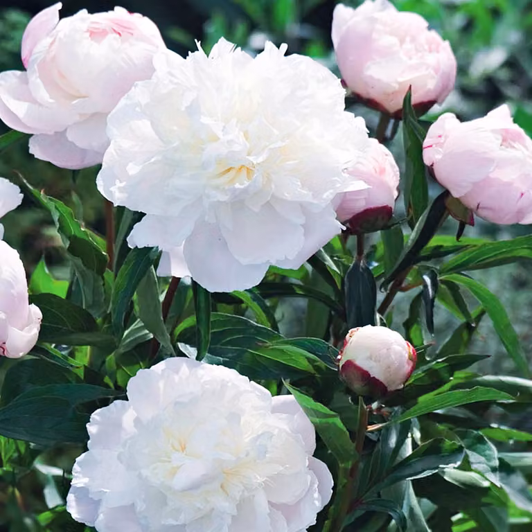 Paeonia Peonia piantina Shirley Temple 1 pz Peonie piantine Profumate