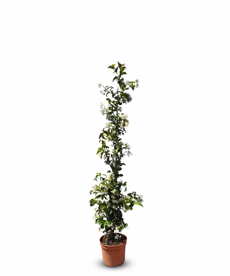Sunny Tree - Gelsomino toscano - Pianta rampicante - Pianta da esterno - Resistente a -18 - Trachelospermum Jasminoides - 120 cm