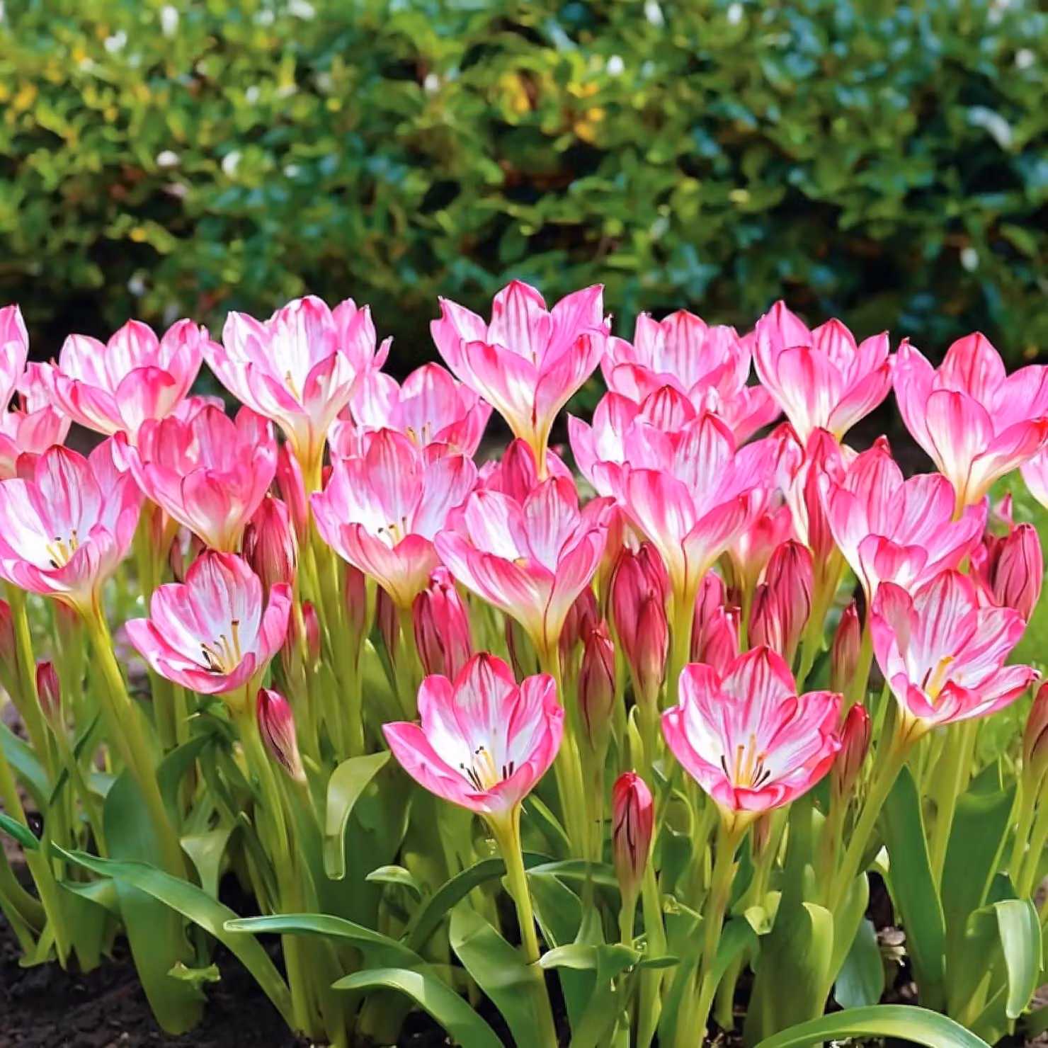 Colchicum gigante, una pianta perenne dal fascino intramontabile - bulbi resistenti al freddo - 3 bulbi - fioritura autunnale - piante vere e proprie provenienti dall'Olanda - adatte per giardino e prato (non semi, non artificiali)