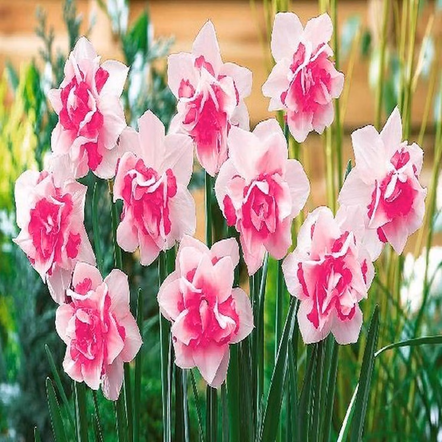 Narciso completo 5 pz. Bulbi di narciso Bulbi di fiori