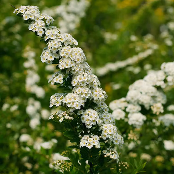 2 piante di spireea giapponese - *Spiraea nipponica* 'Snowmound' | Altezza: 40-60 cm, coltivate in vaso