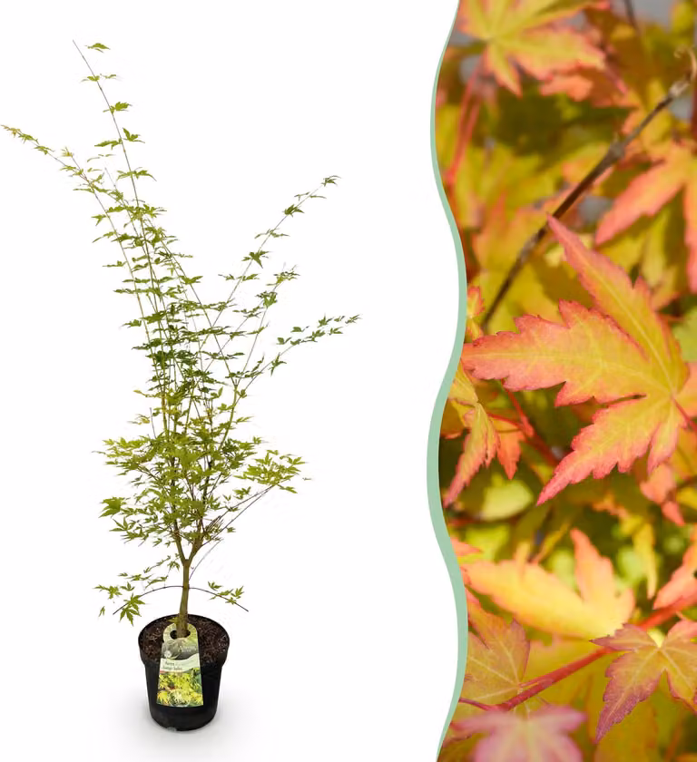 Acer palmatum Sangokaku - Acero giapponese - Deciduo - Verde - 80-90cm - Ø26cm - Pianta da giardino