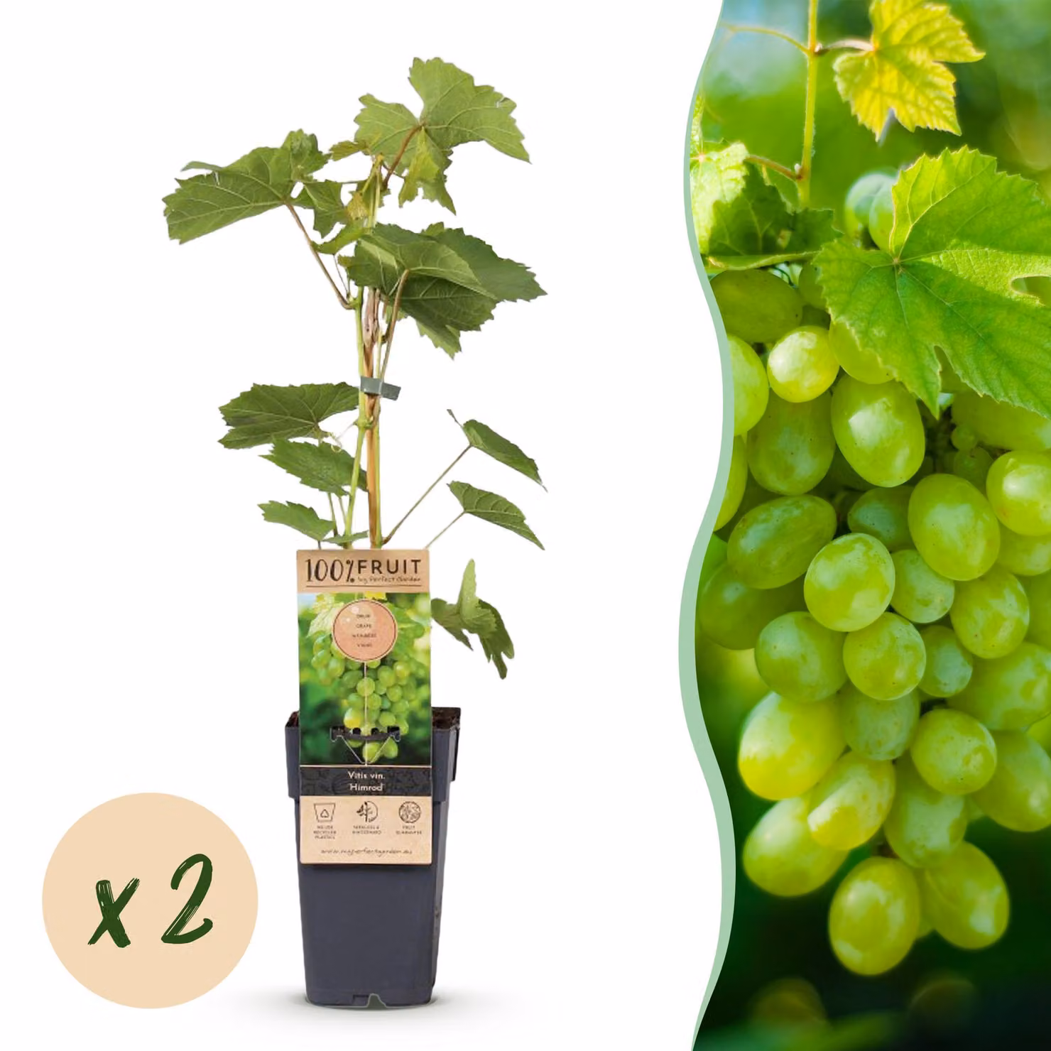 Pianta da frutto - Uva bianca - Vitis vinifera Himrod - Senza semi - 2 piante - 40-50cm - Ø15cm - Pianta da giardino