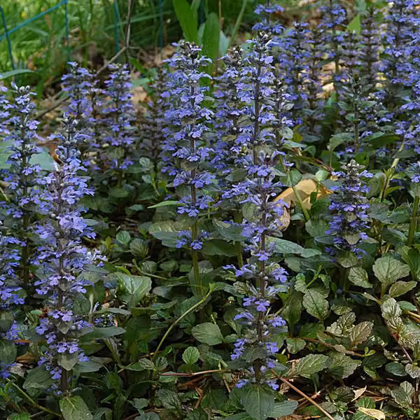 6 piante di Ajuga reptans (Günsel rampicante) | Vaso da 9x9 cm