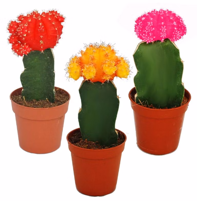 3 raffinati cactus colorati in un set, vaso da 5,5 cm, alto circa 10-12 cm