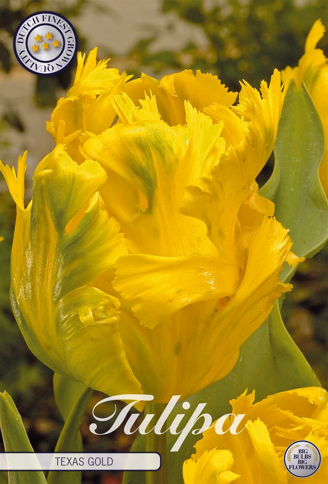 Tulipano Texas Gold (7 pezzi) | Bulbi di tulipano di Sam van Schooten