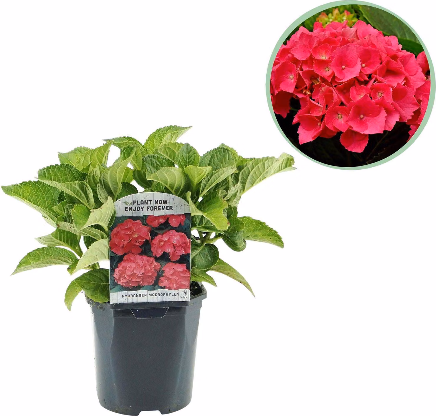 Ortensia (Hydrangea macrophylla) a fioritura rossa, Ø17cm, 30cm, fioritura