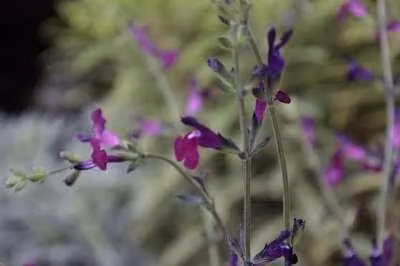6 x Salvia greggii 'Amethyst Lips' - Muschio stellato - vaso 9 x 9 cm