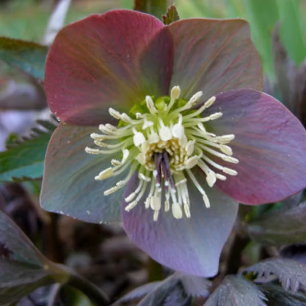 6 piante di "Lenzrose" dell'Europa orientale - *Helleborus purpurascens* | Vaso da 9x9 cm