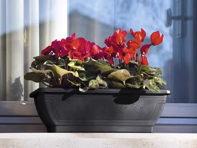 cassetta con sottocassetta 'venezia' cm 50x19x16h - colore avana
