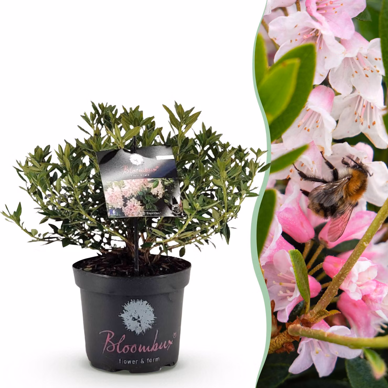 Rododendro nano - Rhododendron Bloombux rosa chiaro - Bosso da fiore - Manutenzione ridotta - Fiore rosa chiaro - 45-55cm - Ø23cm - Pianta da giardino