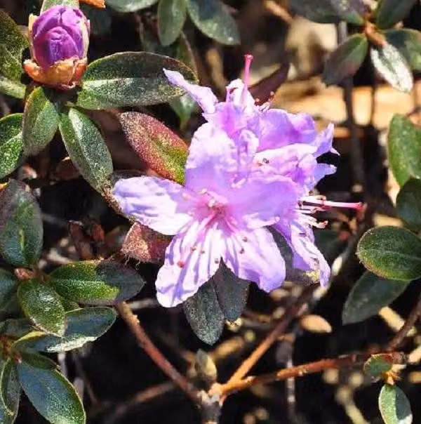 Rhododendron 'Moerheim' | 20-30 cm in vaso