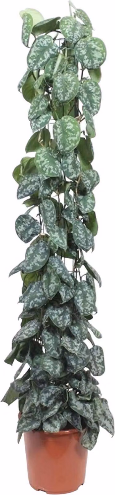 Scindapsus Pictus Trebie Portametro a rete - 160 cm - Ø27