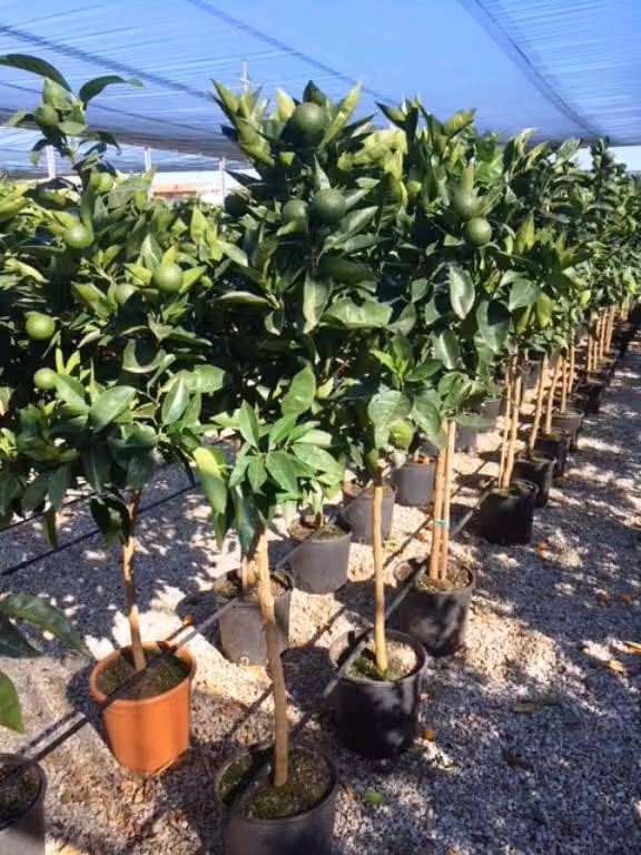 Citrus sinensis 140-170 cm con frutti - arancio vero - albero di arancio - pianta di agrumi