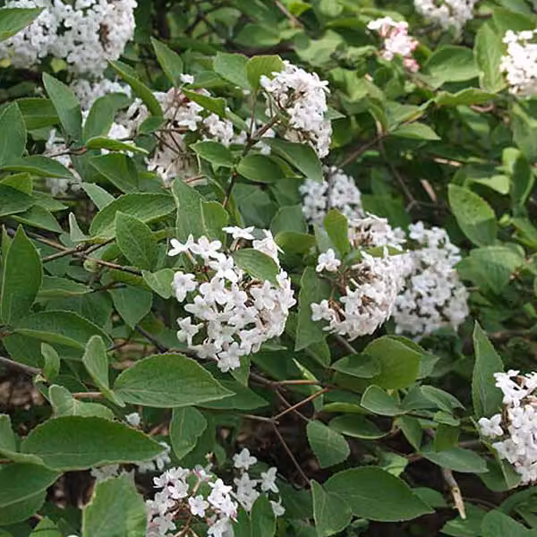 Viburnum farreri (Bucaneve odoroso) | 60-80 cm, in vaso