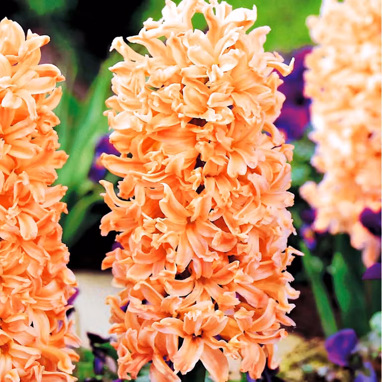 Bulbi di giacinto Bulbi di fiori Hyacinthus Gipsy Queen 3 pz.