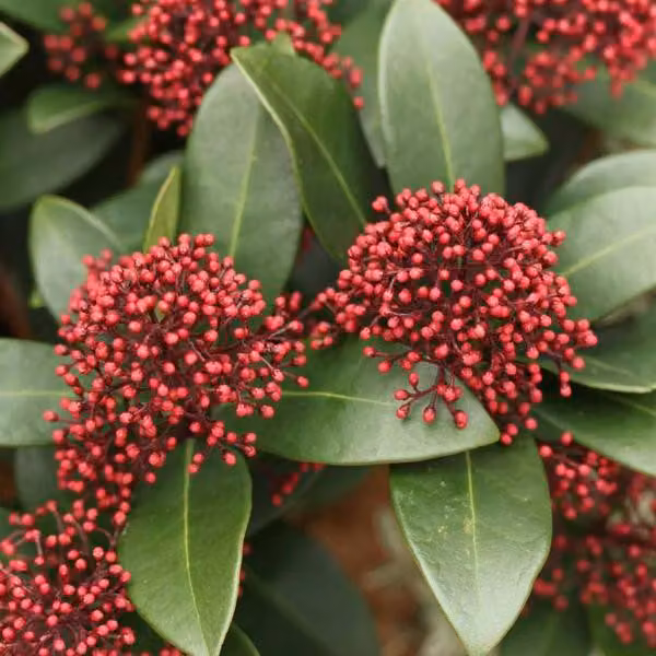 Skimmia giapponese 'Rubella' | Altezza: 30-35 cm (in vaso)