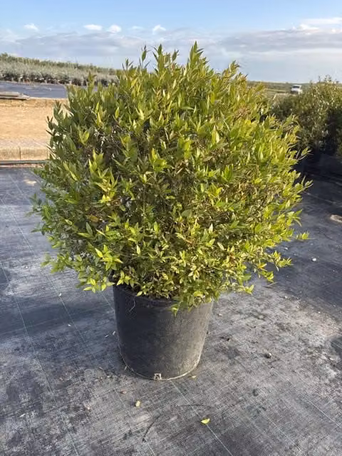 Arbusto ornamentale Myrtus Communis a palla di Vivaio Garden Forest per esterno