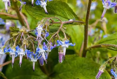 6 x Trachystemon orientalis - Trachystemon orientalis - Vaso 9 x 9 cm