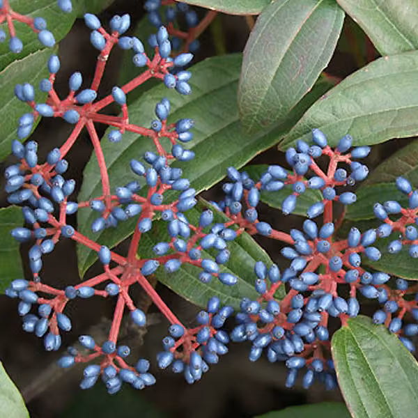 Viburnum davidii, sempreverde a forma di palla – in vaso, altezza 40-50 cm