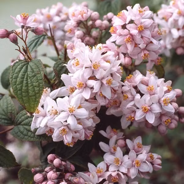 Sternchenstrauch - Deutzia hybrida 'Mont Rose' | Altezza: 60-80 cm, in vaso