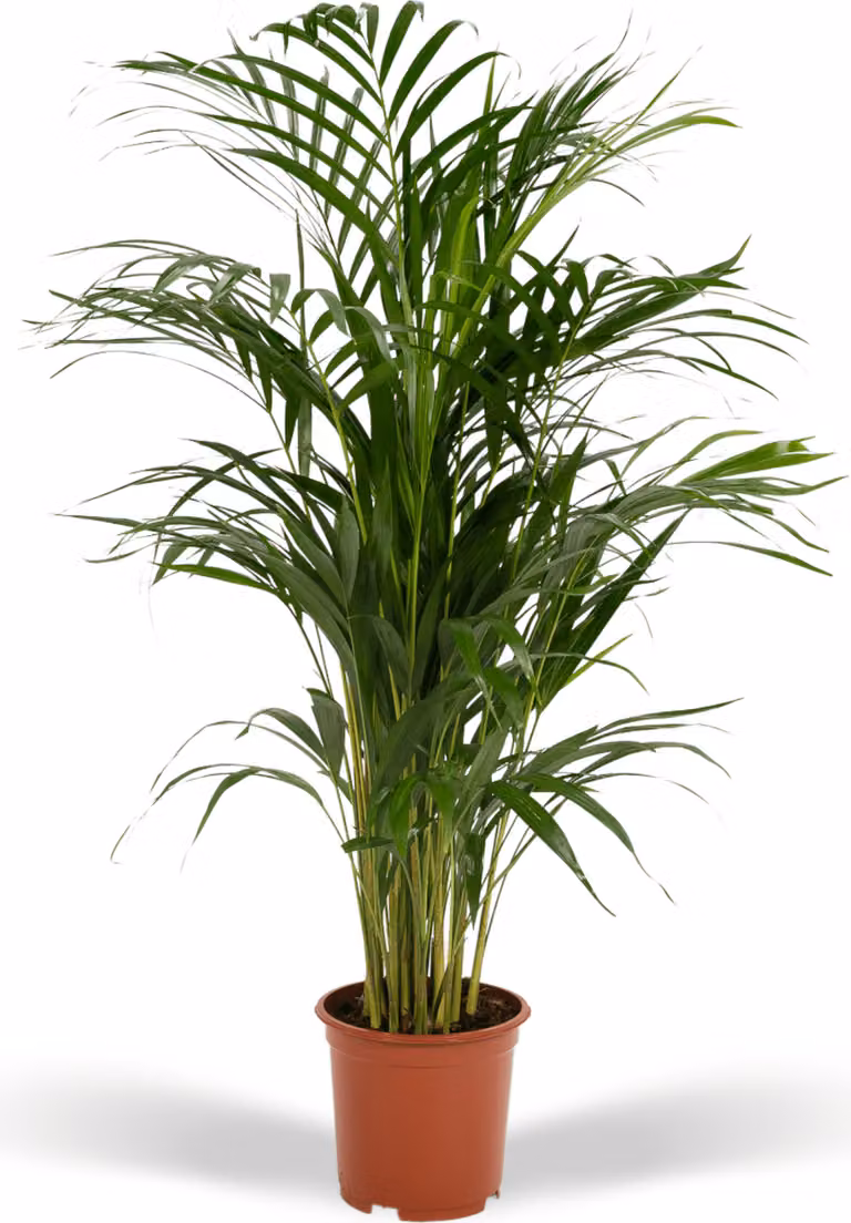 Palma di Areca