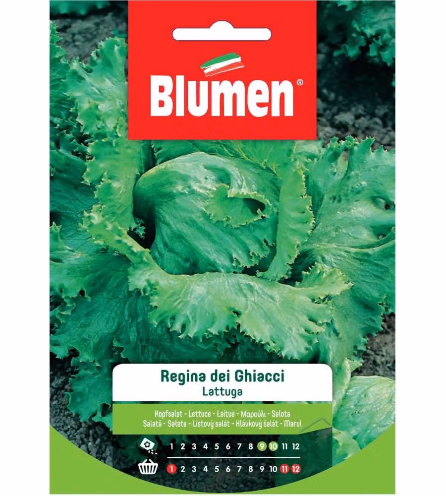 Blumen Semi Lattuga Regina dei Ghiacci 20 g - Verde intenso - Cappuccio