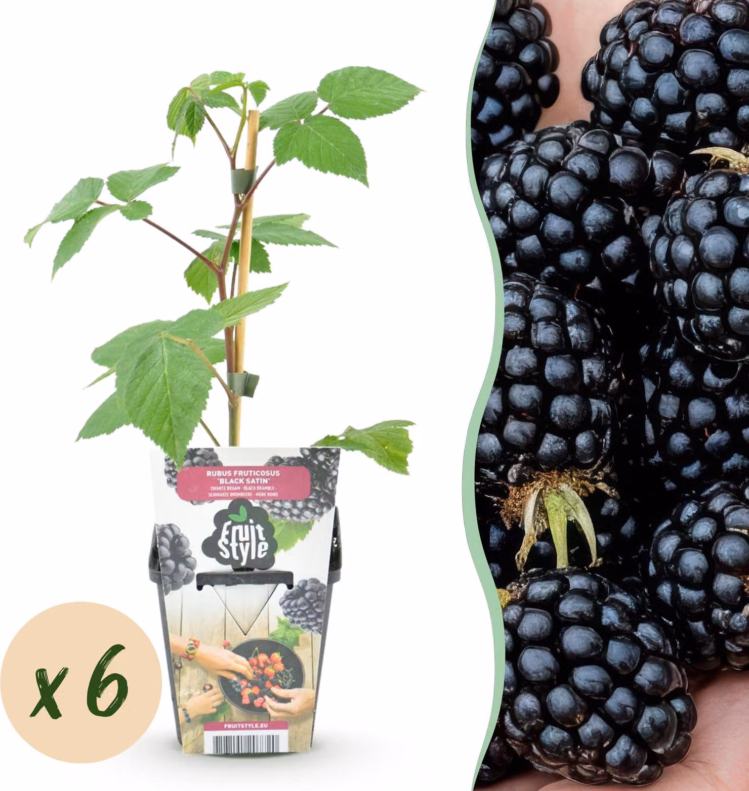 Mora - Rubus Black Satin - Difficile - 6 piante - 15-25cm - Ø9cm - Pianta da giardino